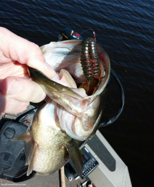One of my favorite soft plastic baits, the Salty B-Bug from LurePartsOnline.com