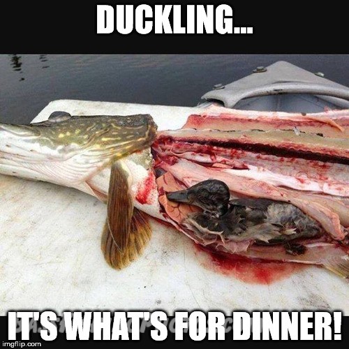 Duckling for dinner meme