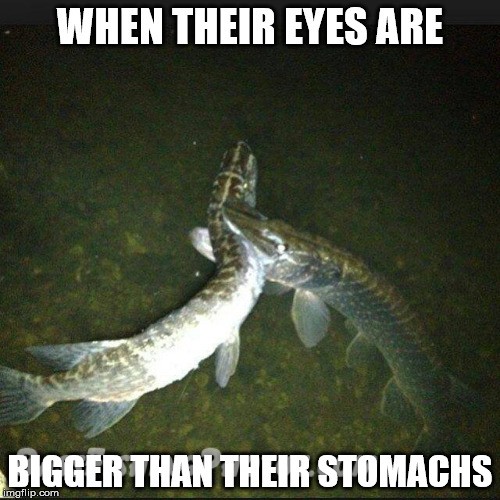 Eyes bigger than their stomach meme