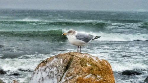 Seagull On a Rock During Winter Storm